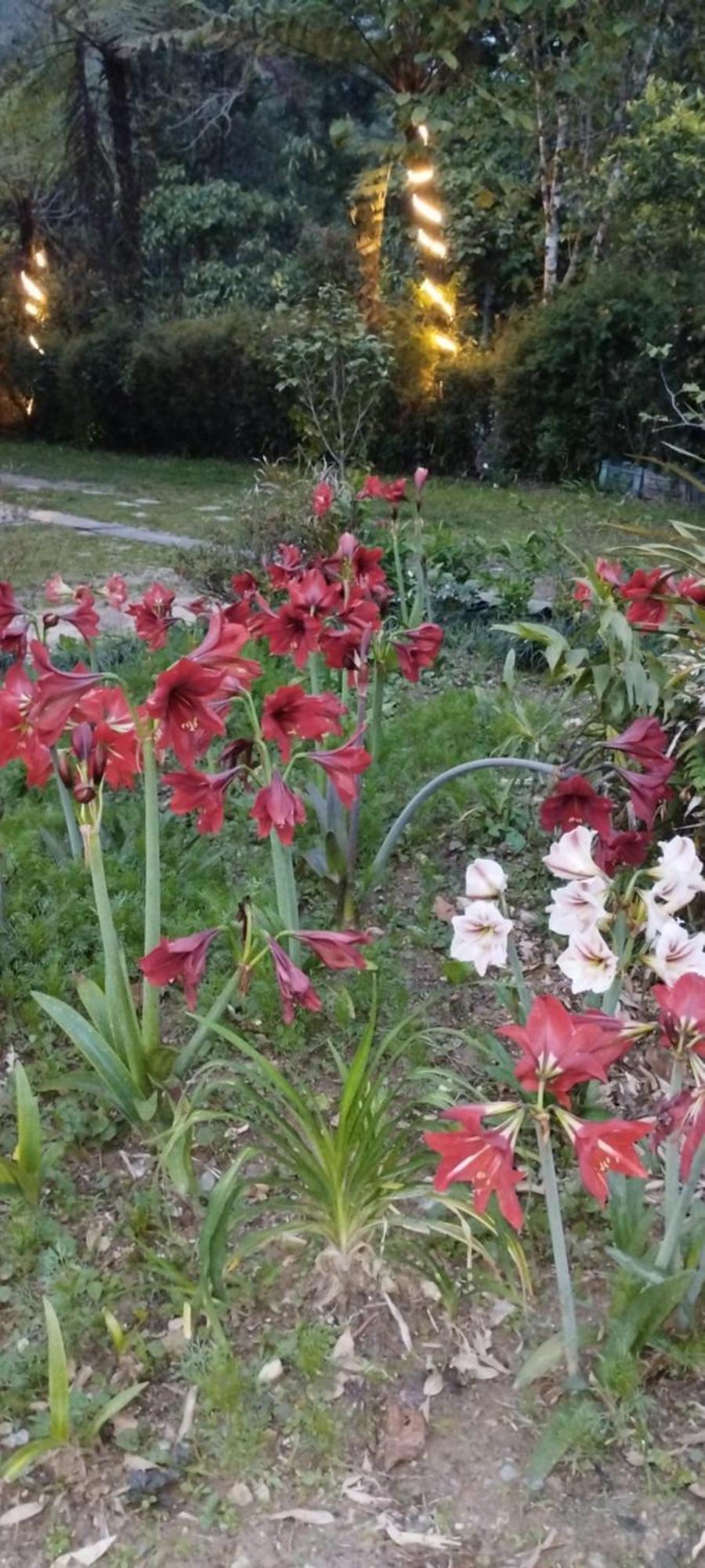 Ifseen Villa Pelling Esterno foto